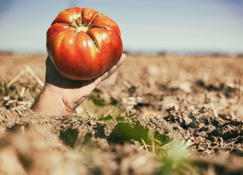 Close-up of woman holding apple on field against sky
