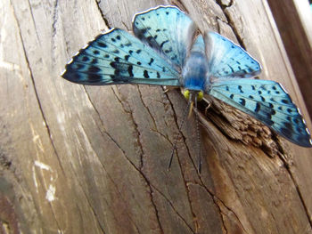 Close-up of butterfly perching on wood