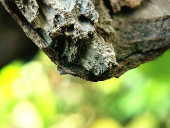 Close-up of tree trunk