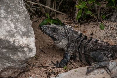 Close-up of bearded dragon