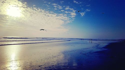 Seagulls flying over beach against sky during sunset