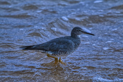 Close-up of bird perching on a sea