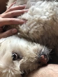 Close-up of hand holding white dog
