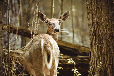 Deer sticking tongue out at camera