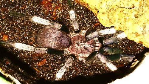 Close-up of crab in water