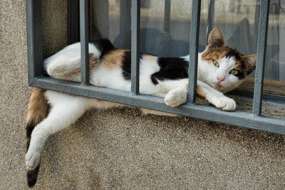 Portrait of cat relaxing on metal grate