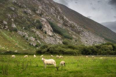 Flock of sheep grazing on green field lough dan valley, wicklow mountains, ireland