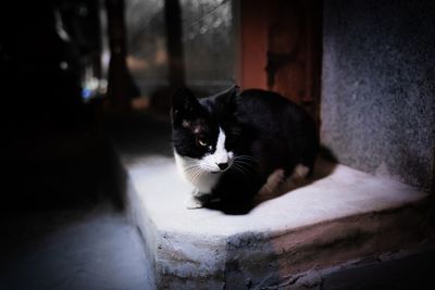 Portrait of a cat