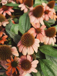 Close-up of orange flowering plants