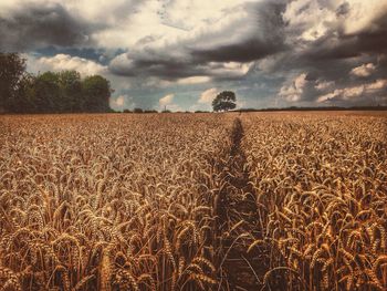 Crops on field against sky