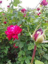 Close-up of pink rose