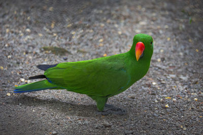 High angle view of parrot on road