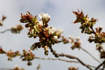 Low angle view of blooming tree against sky