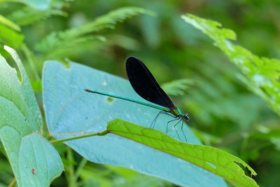 Butterfly on leaf