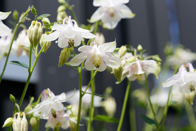 Close-up of white flowering plants