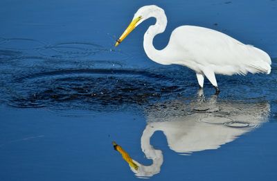 Close-up of white swan in lake