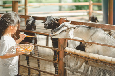 Low angle view of goat eating food