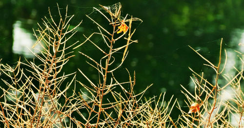 Close-up of dry plant on field