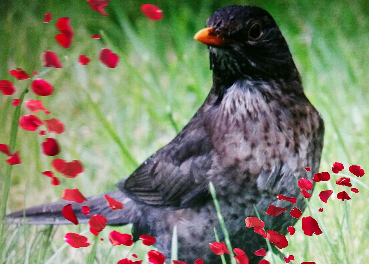 CLOSE-UP OF BIRD PERCHING ON WALL