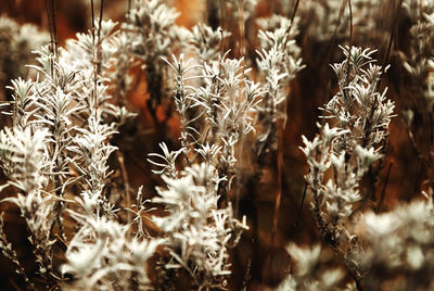 Close-up of white flowering plants on field