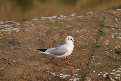 High angle view of seagull perching on land