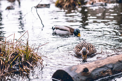 Duck swimming in lake