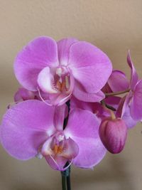 Close-up of pink orchid blooming outdoors