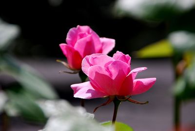 Close-up of pink flowers blooming outdoors