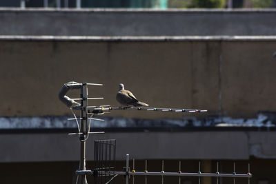 Seagull perching on railing