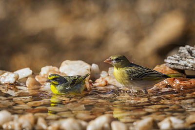 Close-up of birds perching