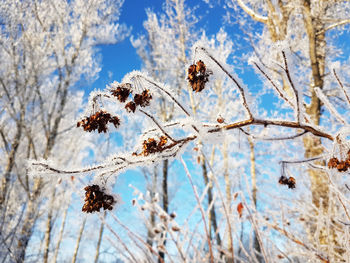 Low angle view of cherry tree against sky during winter