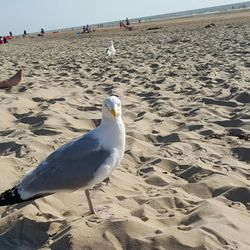 Seagulls on shore