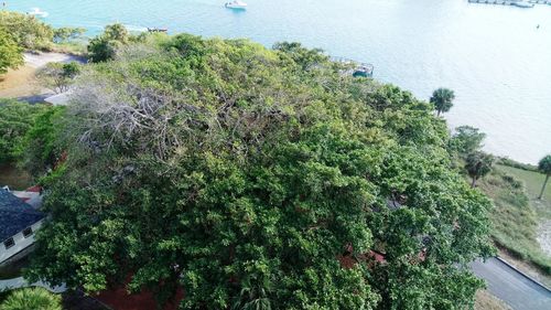 Close-up of plants against sky
