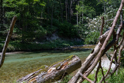 Scenic view of river amidst trees in forest
