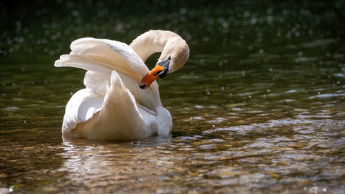 Swan swimming in lake