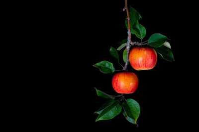 Close-up of berries growing against black background