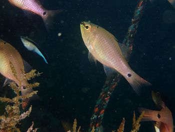 Close-up of fish swimming in sea