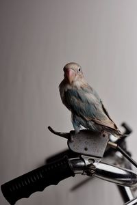 Close-up of bird perching on a branch