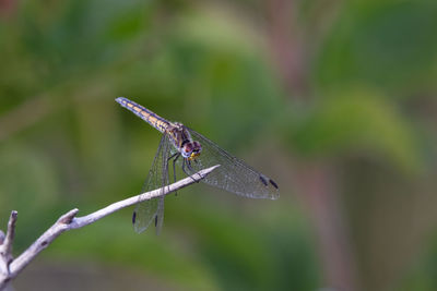 Close-up of insect on leaf