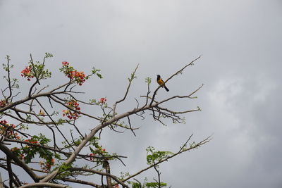 Low angle view of bird perching on a tree