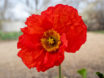 Close-up of yellow flower