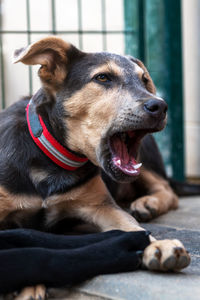 Close-up of dog