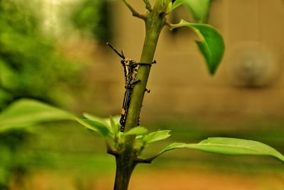 Close-up of lizard on tree