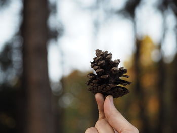 Close-up of hand holding pine cone against forest