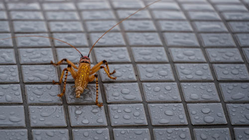 Close-up of spider on floor