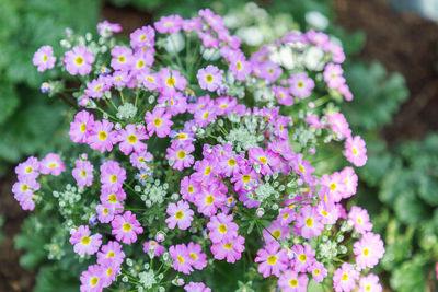 Close-up of purple flower outdoors