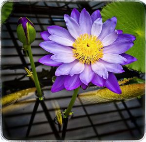 Close-up of purple flowers