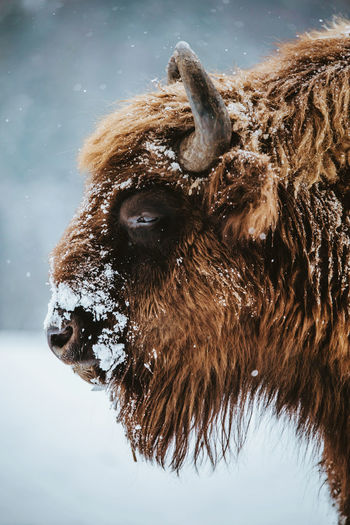 Close-up of american bison during winter