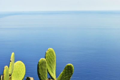 Close-up of cactus plant against sea