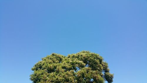 Low angle view of tree against blue sky